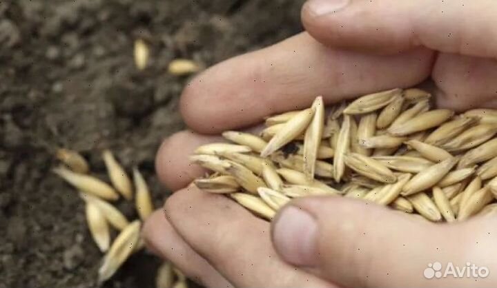 Купить овес