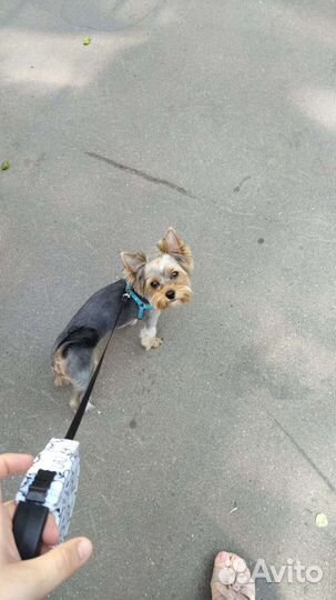 Собака для вязки