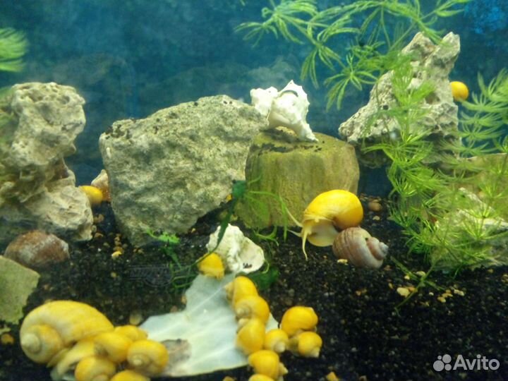 Аквариум. 300л 123*45*57. Самп. морской, парчовые