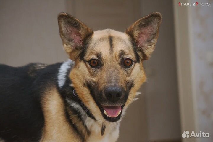 Девочка тип овчарки (помесь) ищет дом