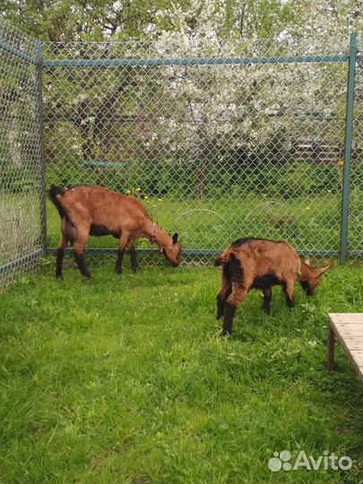 Молоко козье