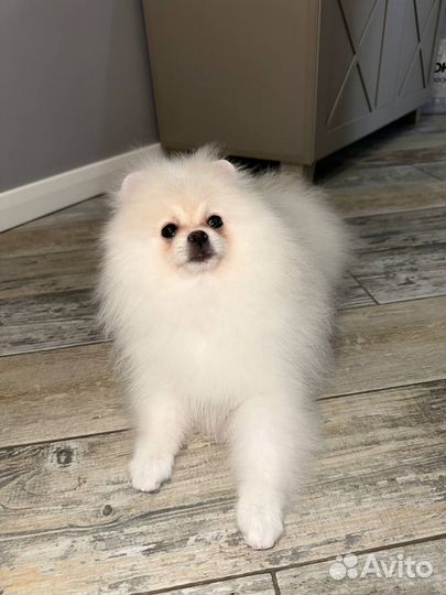 Померанский шпиц девочка