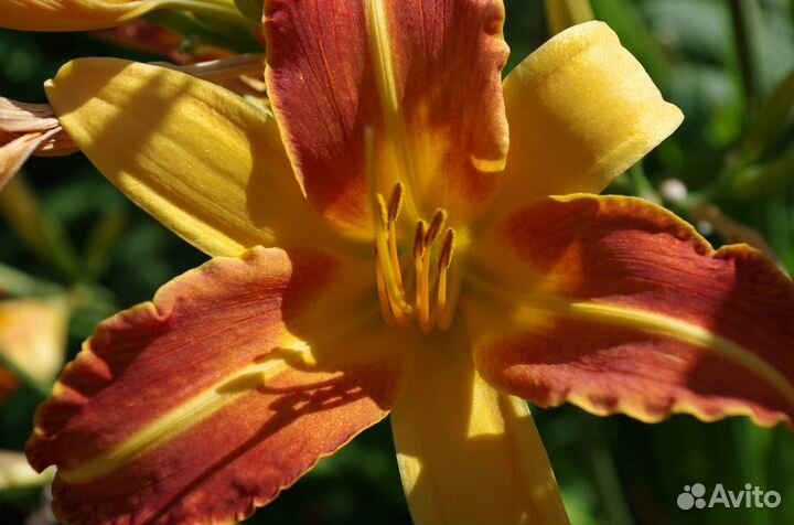 Цветы. Лилейники