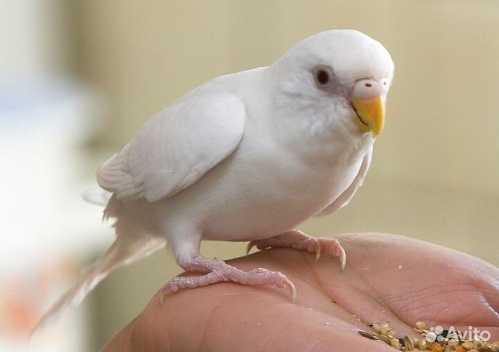 Волнистые попугаи-альбиносы