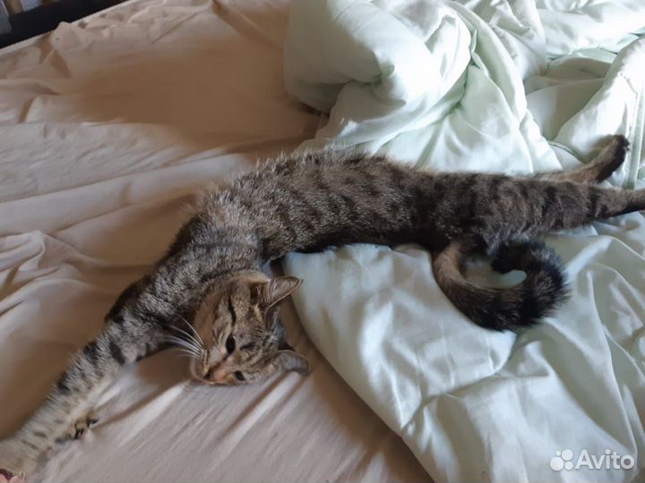 Отдам в хорошие руки кошку