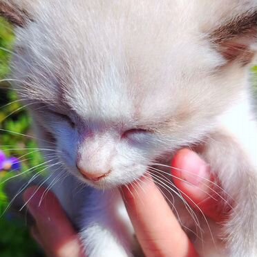 Сноу-Шу котёнок