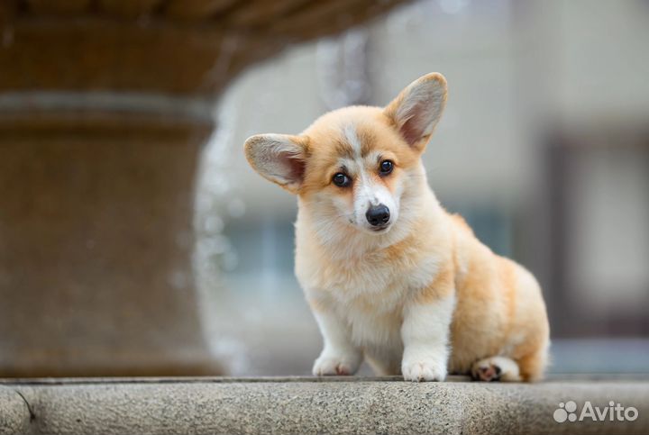 Вельш-корги пемброк девочка