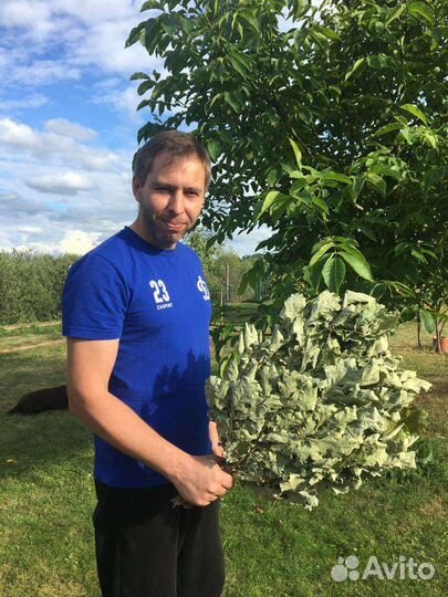 Банщик парильщик