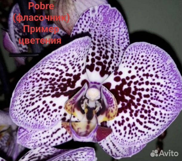 Орхидея фаленопсис