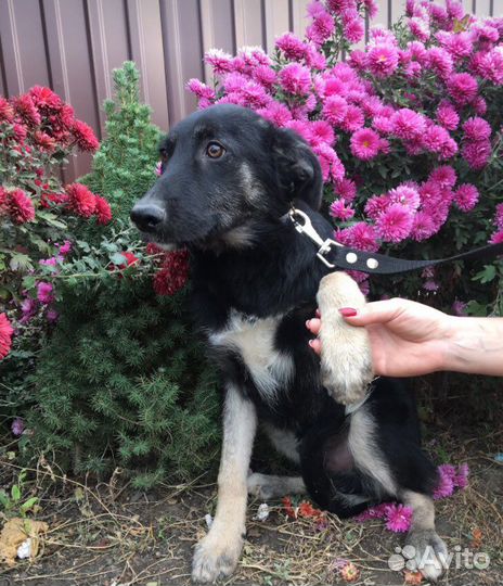 Отдам щенка в хорошие руки