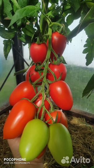 Семена томатов
