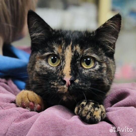 Пампушка подросток ищет дом