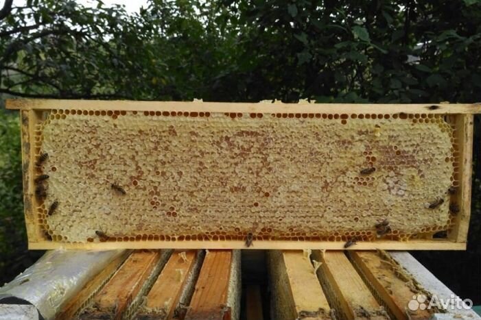 Мед Алтайский опт