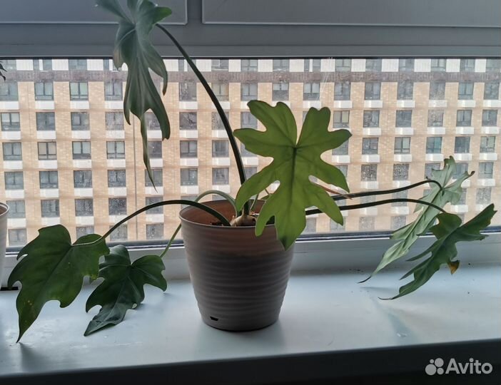 Филодендрон т 31