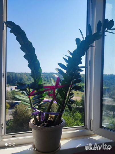 Замиокулькас