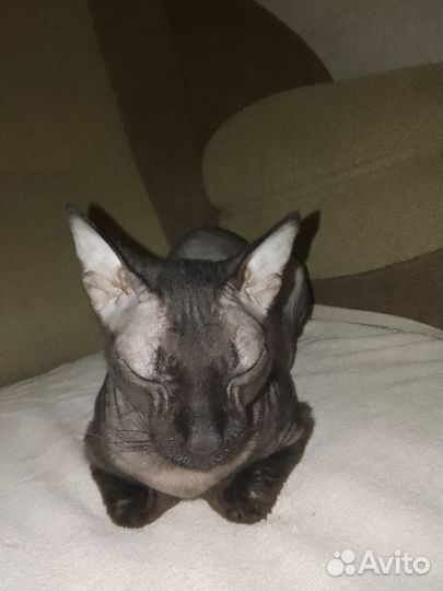 Донской сфинкс