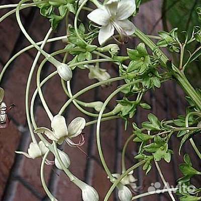 Новинки Клеродендрумы сортовые