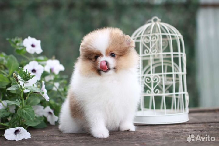 Померанский шпиц