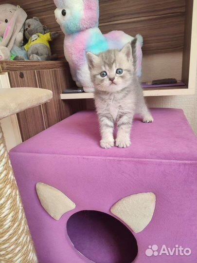 Британская кошка