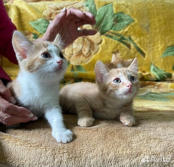 Рыжие котята ищут дом