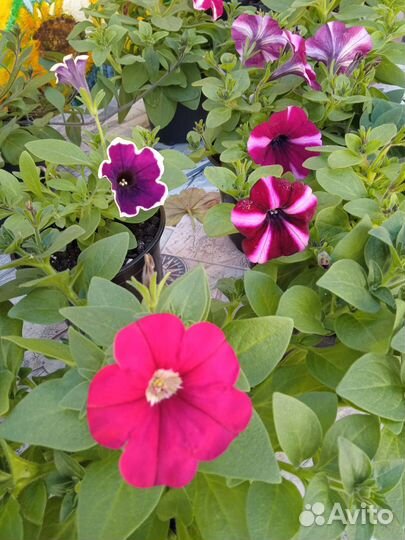 Рассада цветов петуния