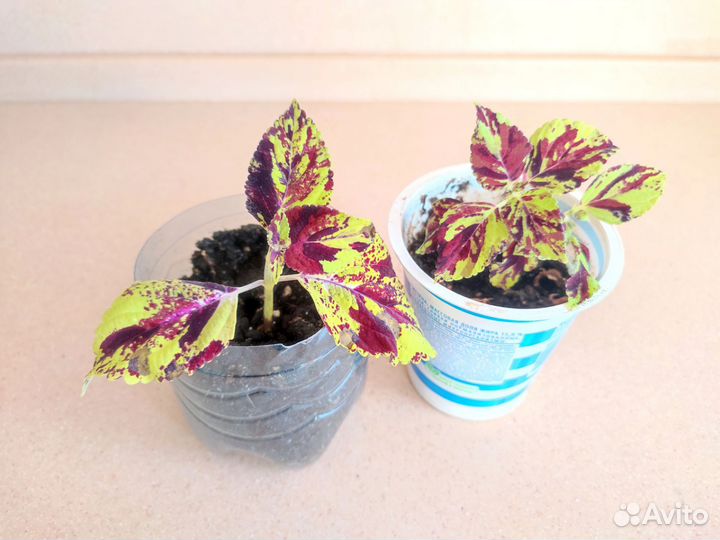 Цветы колеусы