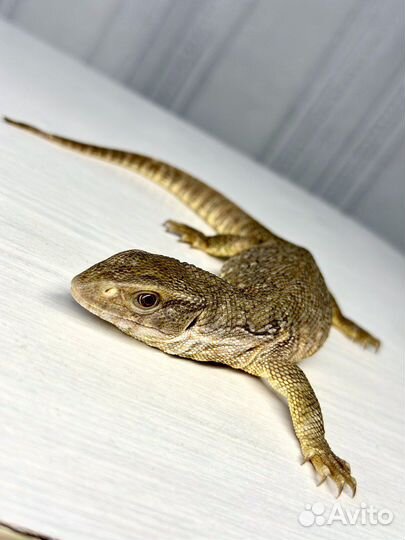 Рептилии (капычи)