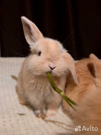 Карликовый вислоухий кролик Баран 1 месяц