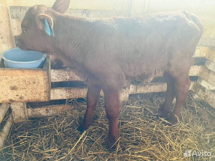 Бычки и телки с доставкой до двора