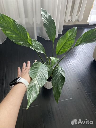 Спатифиллум даймонд