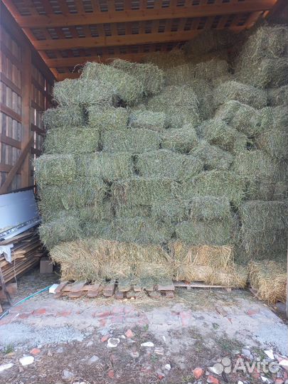 Сено люцерны в тюках 2023г