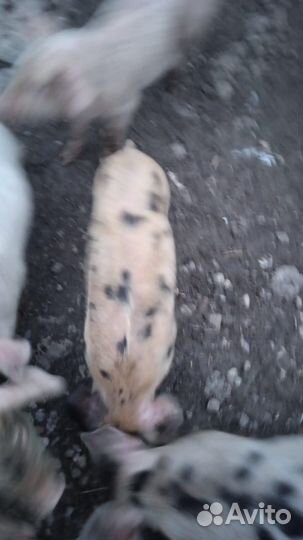 Поросята мясосальной породы