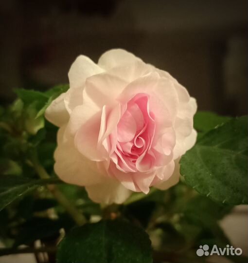 Бальзамины махровые сортовые