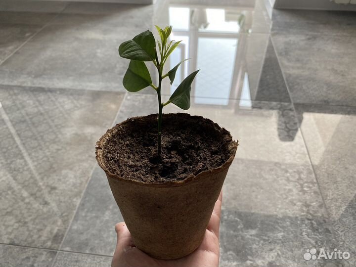 Лимонное дерево