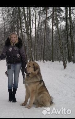 Погуляю с вашей собакой