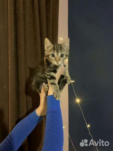 Серо-полосатый котенок девочка Рыся