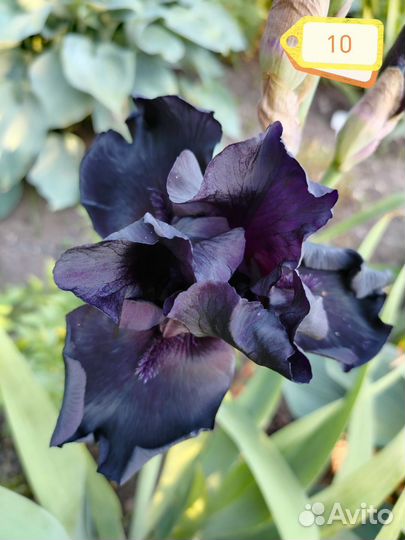 Ирисы бородатые сортовые