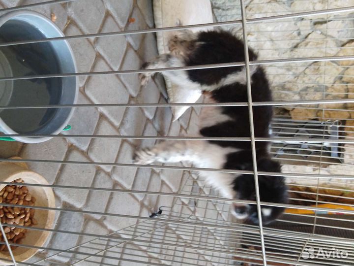 Помогите собачке