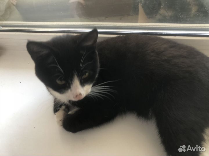 Котик бесплатно 6 месяцев