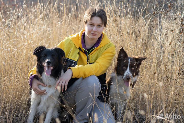 Консультация кинолога. Инструктор-дрессировщик