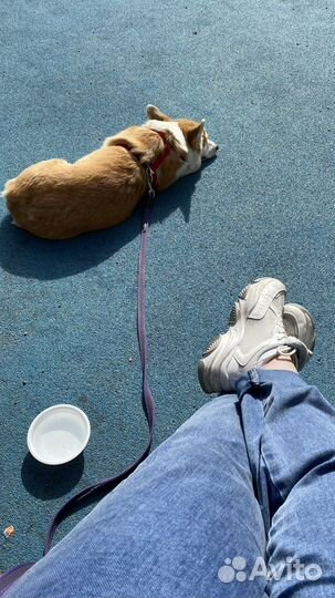 Выгул собак