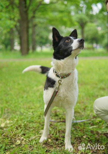 Собаки бесплатно из приюта