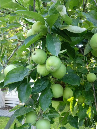 Комната 18 м², 1/3 эт.