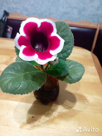 Цветы комнатные