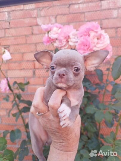 Щенки чихуахуа