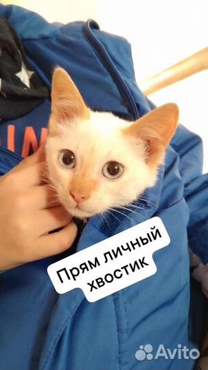 Котенок