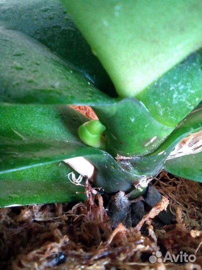 Орхидея Шанхай