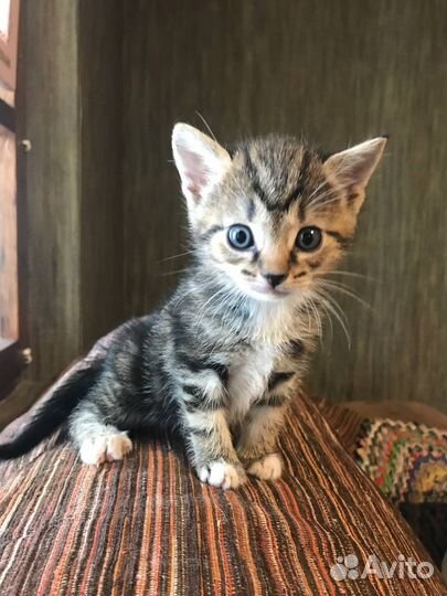 Котята мальчишки в добрые руки