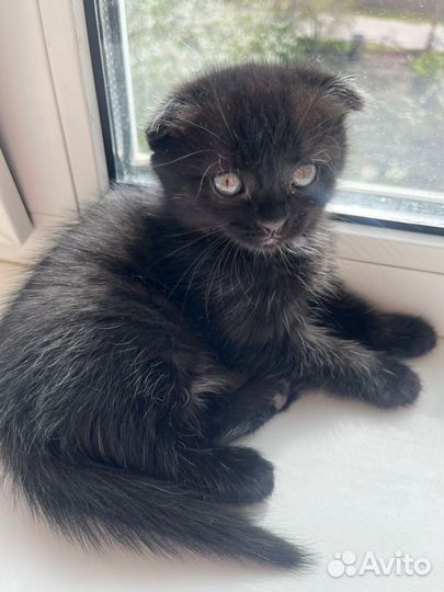 Котята - 1 мес