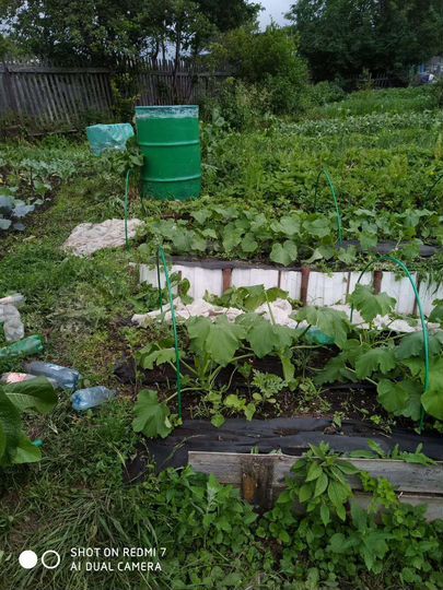 Участок 5,5 сот. (СНТ, ДНП)